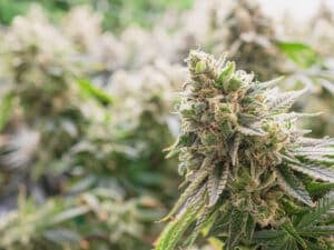 Premium cannabis plant ready for harvest in a greenhouse. The buds are large and dense. The trichomes on the buds clearly indicate that the plant is ready to harvest.