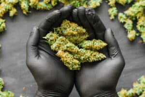 Grinder A lot ofx marijuana, fresh buds of cannabis many weed. Copy spase Copy-space