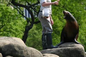 "Sea lion barks at trainer's request at Central Park Zoo, New York City."